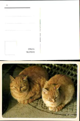 727662 Katze Rote Katzen Tiere