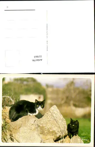 727663 Katze Schwarze u. Schwarzweiße Katzen Tiere