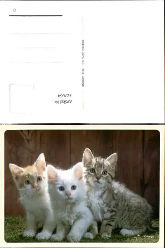 727664 Katzen Kleine Katzen Kätzchen Tiere