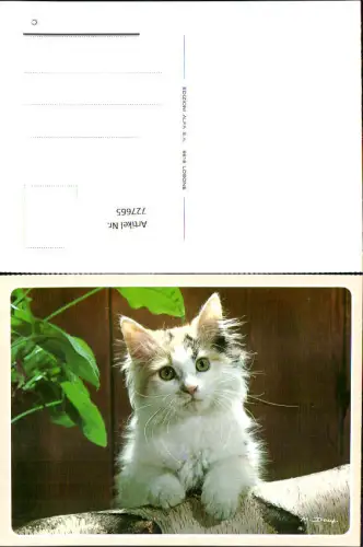 727665 Katze Tiere