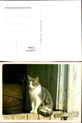 727666 Katze Tiere