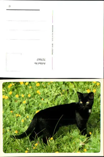 727667 Katze Schwarz Tiere