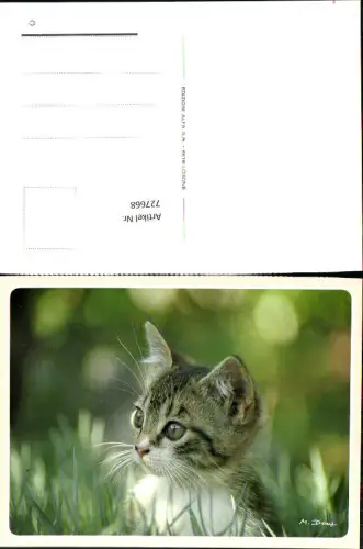 727668 Katze Kätzchen auf Wiese Tiere
