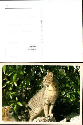 727669 Katze Katzen Tiere
