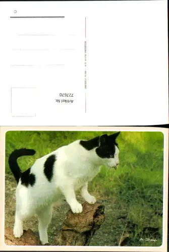 727670 Katze Weißschwarz Tiere