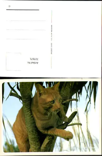 727671 Katze Rot Tiere