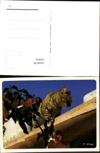 727672 Katze Tiger auf Dach Tiere