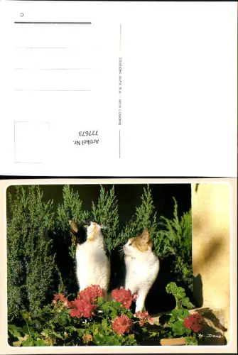 727673 Katze Katzen mit Blumen Tiere