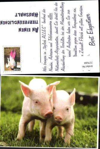 727688 Schweine Ferkel Schweinchen Tiere Landwirtschaft