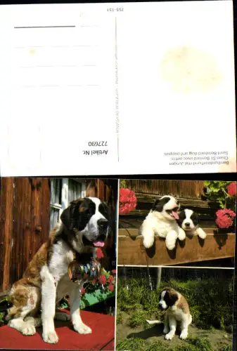 727690 Mehrbild AK Bernhardinerhund mit Welpen Hunde Tiere