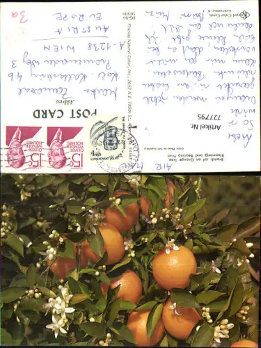 727795 Branch of an Orange Tree Blooming and Bearing Fruit Frucht Orange Vegetation