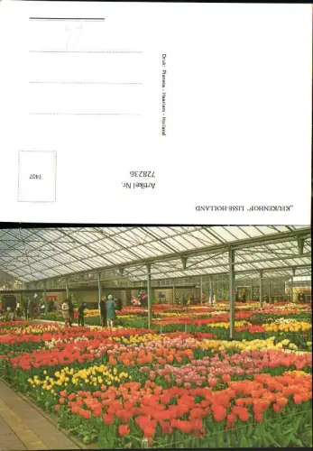 728236 Keukenhof Lisse-Holland Tulpen Blumen Glashaus Nederlands