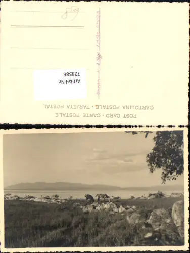 728586 Foto AK Addis Abeba Pferde Küste Äthiopien