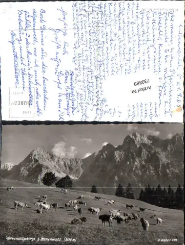 730889 Foto AK Karwendelgebirge b. Mittenwald Kühe Rinder auf Weide