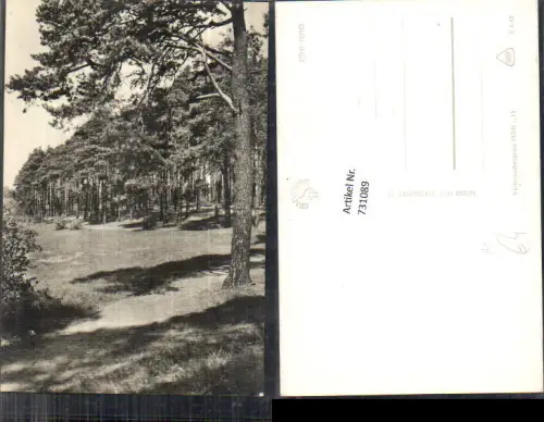 731089 Foto AK Bäume Wald Landschaft Berlin Umgebung
