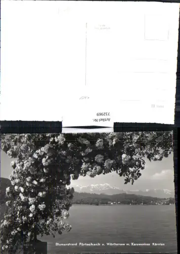 732969 Foto AK Blumenstrand Pörtschach a. Wörthersee m. Karawanken