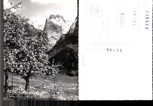 733377 Kaisertal bei Kufstein in Tirol Bäume