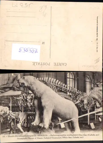 735353 Monaco Monte-Carlo Musee d Oceanographique Zoologique Eisbär Skelette Bär