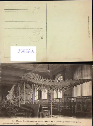 735366 Monaco Monte-Carlo Musee d Oceanographique Oceanographie zoologique Skelett Tiere