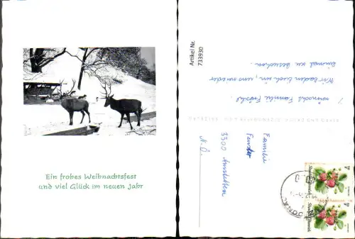 733930 Wild Rehe Hirsch bei Wildfütterung Weihnachten Neujahr Jagd