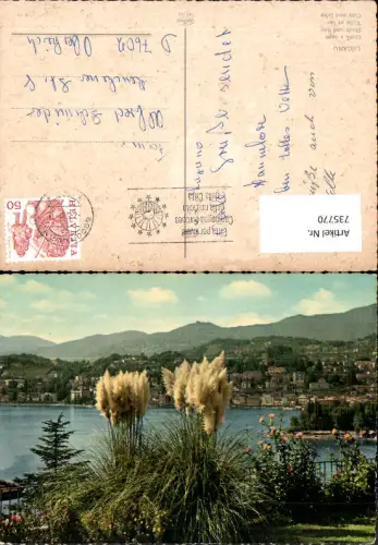 735770 Locarno Lago Maggiore Citta e lago Stadt u. See Pampasgras Ufer Blumen