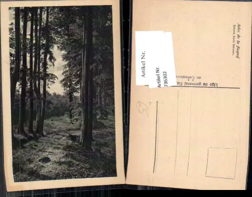 736302 Arbo de la fagoj Karl Steer Bäume Baum