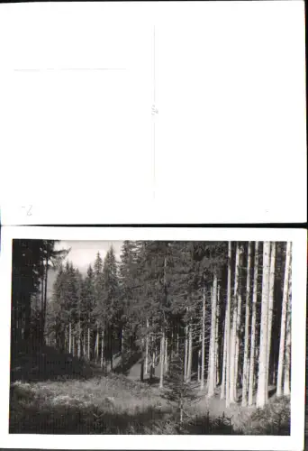 738261 Foto-AK Kleinwalsertal Mittelberg Hirschegg Riezlern Wald Bäume