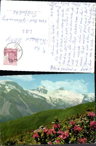 738264 Alpenrose Rose Stp. Fohnsdorf