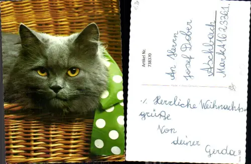 738370 Katze Portrait Rattankorb Tiere