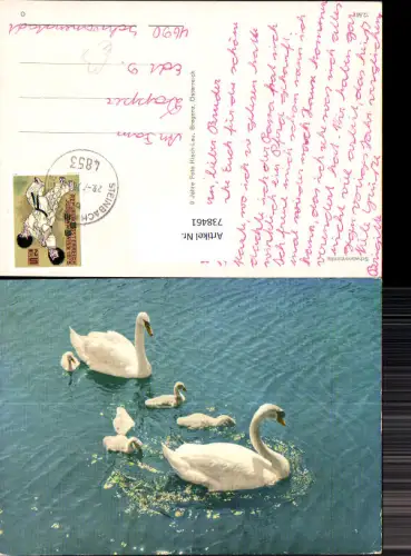738461 Schwanenfamilie Schwan Schwäne Tiere
