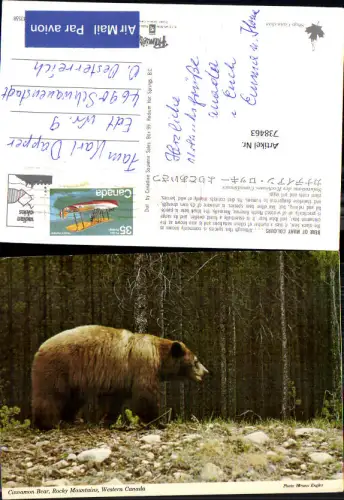 738463 Cinnamon Bear Rocky Mountains Western Colorado Tier Jagd USA United States of America