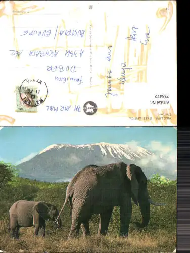 738472 Wildlife East Africa Elephant Elefant Tiere vor Bergkulisse