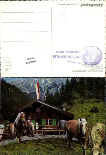 739560 Häselgehr Haflingeralm Griesbach Reutte