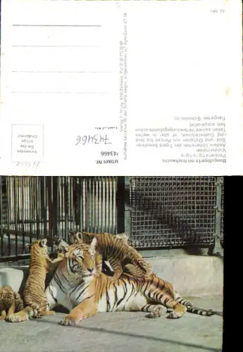 743466 Wien Vienna Tiergarten Schönbrunn Bengaltigerin m. Nachwuchs Tiger Tiere