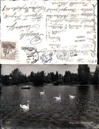 743691 Wien Floridsdorf Alte Donau Schwäne Schwan Wasserpark