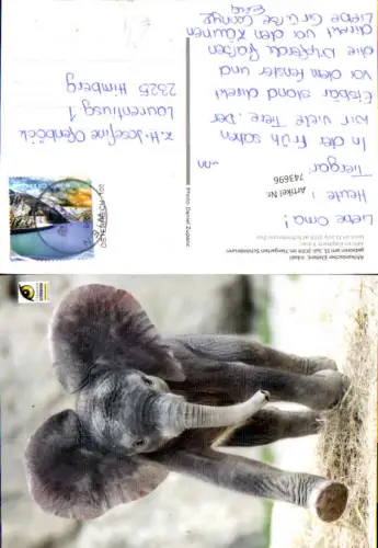 743696 Wien Hietzing Schönbrunn Elefant Elefantenbaby