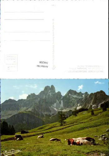 744208 Almidyll Sulzenalm m. Bischofsmütze Rinder Kühe Filzmoos