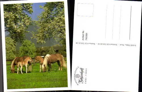 740384 Haflingergestüt Fohlenhof Ebbs Tirol Pferde Reiten