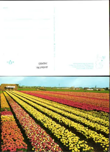 740483 Holland in bloementooi Holland im Blumenschmuck Tulpen Blumen Nederlands