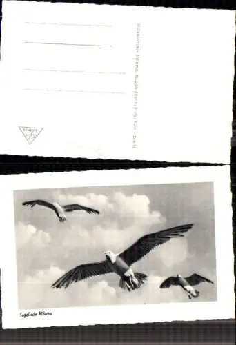 740495 Möwen Tiere Vögel