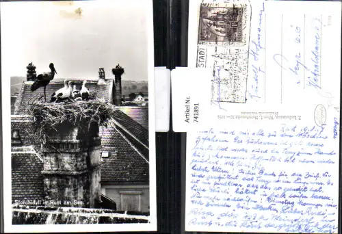 741891 Freistadt Rust a. Neusiedlersee Storchidyll Störche Storchenhorst