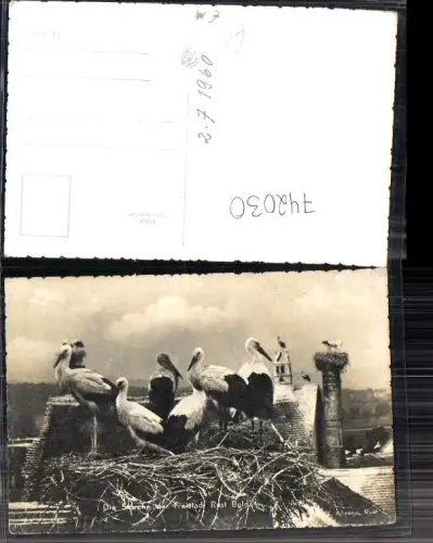 742030 Foto AK Freistadt Rust Störche Storchenhorst 1960