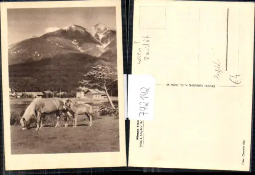 742142 Seefeld in Tirol Pferde Fohlen Reiten