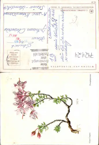 742424 Künstler AK Claus Caspari Zwergalpenrose Blumen