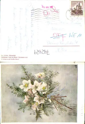 742429 Künstler AK Christoffel Christrose Schneerose Strauß