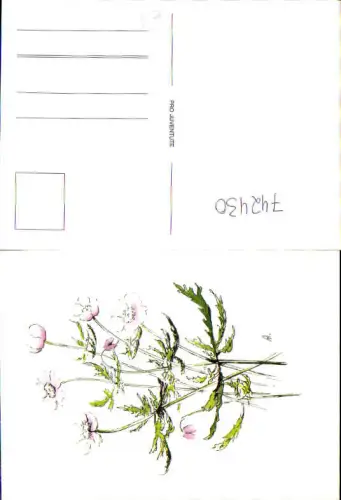 742430 Künstler AK A. T. Blumen Flora Annemone