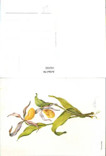 742432 Künstler AK V. Weilner Frauenschuh Blumen