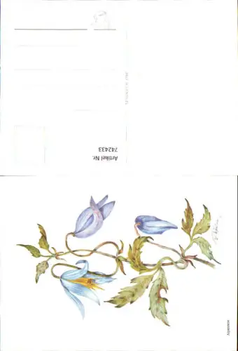 742433 Künstler AK V. Weilner Alpenrebe Blumen