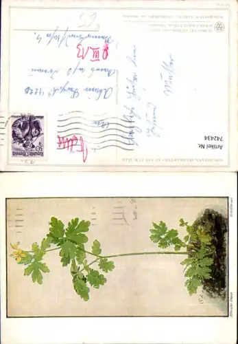742434 Künstler AK Albrecht Dürer Schöllkraut Blumen