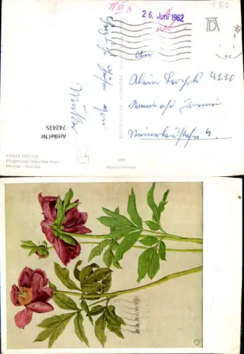 742435 Künstler AK Albrecht Düer Pfingstrosen Peonies Blumen